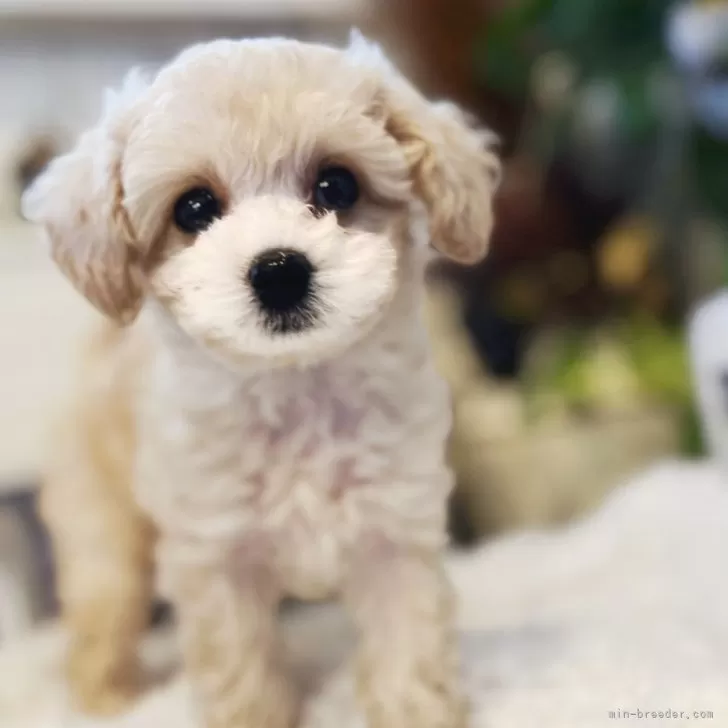 ID：2501-05746の子犬