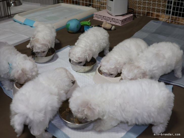 菅沼　竜由(すがぬま　たつよし)ブリーダー(愛知県・ビションフリーゼ・JKC登録)の紹介写真5