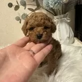 ティーカッププードル【岐阜県・女の子・2024年1月25日・レッド】の写真5