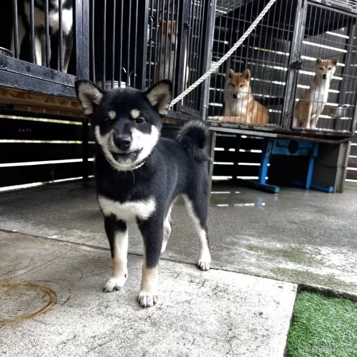 柴犬(標準サイズ)【滋賀県・女の子・2025年7月3日・黒】の写真1「大人しい人懐っこい性格の子です。」