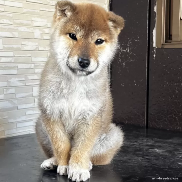 なもなも 様のお迎えした子犬