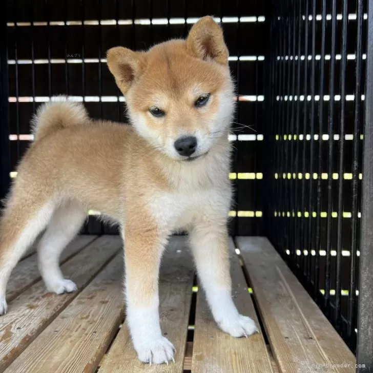 K.K 様のお迎えした子犬