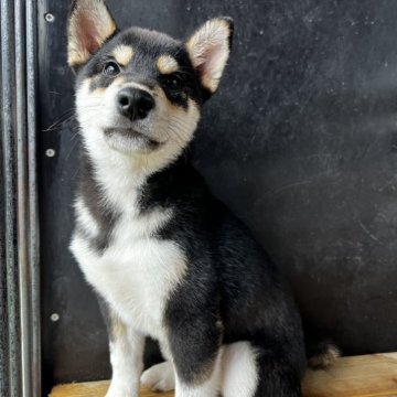 柴犬(標準サイズ)【滋賀県・男の子・2025年7月3日・黒】の写真「可愛いです」