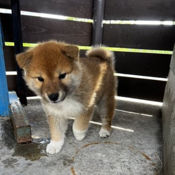 柴犬(標準サイズ)【滋賀県・女の子・2025年4月8日・濃い赤】の写真「可愛いの一言」