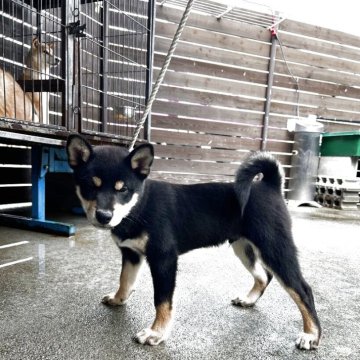 柴犬(標準サイズ)【滋賀県・男の子・2025年7月3日・黒】の写真「綺麗な子です」