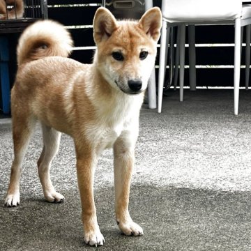 柴犬(標準サイズ)【滋賀県・男の子・2025年4月8日・赤】の写真「賢い子です」