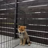 柴犬(標準サイズ)