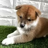 柴犬(標準サイズ)
