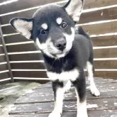柴犬(標準サイズ)