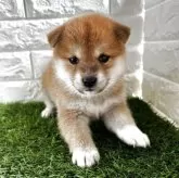 柴犬(標準サイズ)【滋賀県・女の子・2025年4月3日・赤】の写真1「綺麗な赤毛で美人になるでしょう。目が綺麗です。」