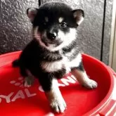 柴犬(標準サイズ)