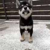 柴犬(標準サイズ)