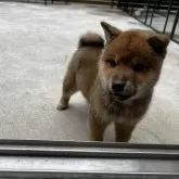 柴犬(標準サイズ)【滋賀県・男の子・2025年11月24日・赤】の写真2「小さめです」