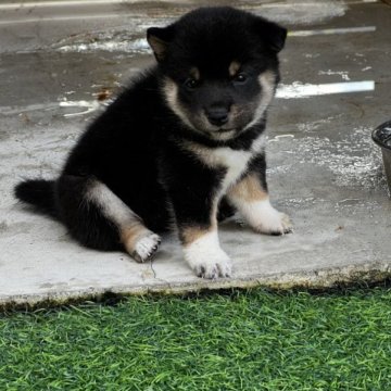 柴犬(豆柴)【滋賀県・女の子・2023年8月25日・黒】の写真「配色綺麗な美人です。」