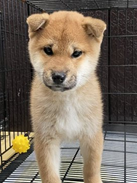 柴犬(標準サイズ)【滋賀県・男の子・2021年12月20日・赤】の写真「たぬき顔の男前」