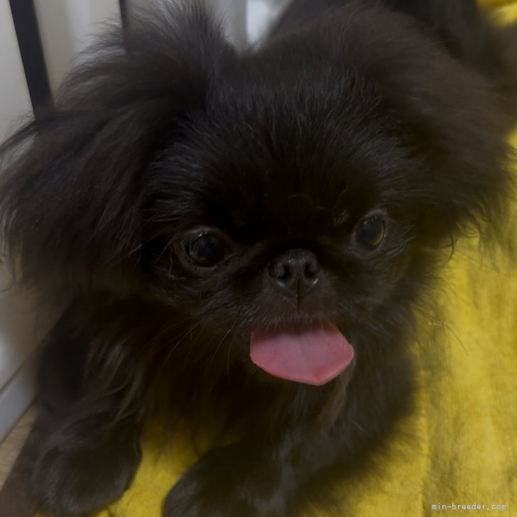 ブリーダー画像