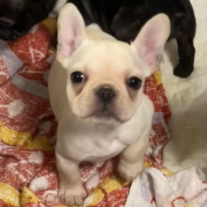 ID：2502-02057の子犬