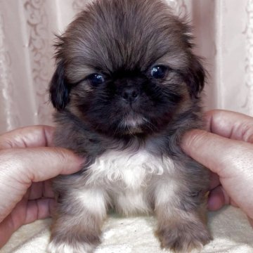 ペキニーズ【青森県・男の子・2025年5月15日・フォーン】の写真「パパ似のイケメン君」