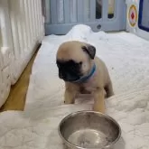 パグ【青森県・男の子・2024年11月9日・フォーン】の写真1「離乳食完食です。」