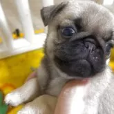 パグ