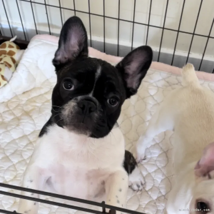ID:2308-02658の子犬