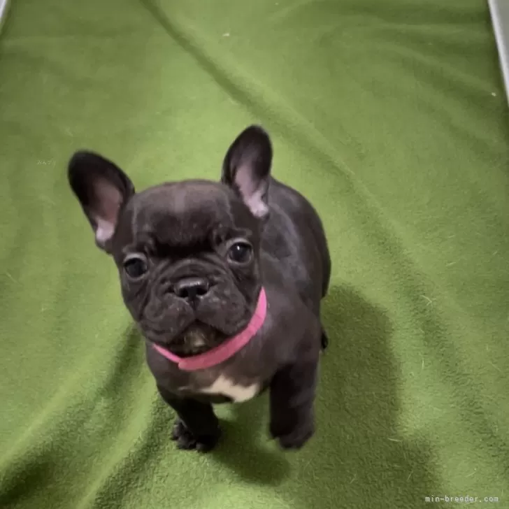ID:2403-01151の子犬