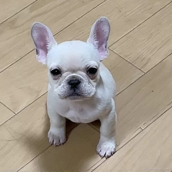 ID:2409-00067の子犬