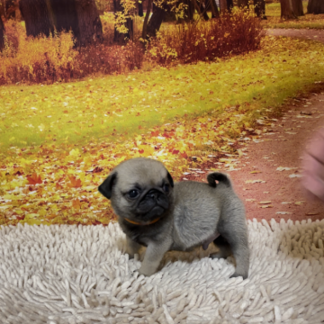 パグ【青森県・男の子・2024年2月13日・フォーン】の写真「めちゃくちゃ小さい子です」