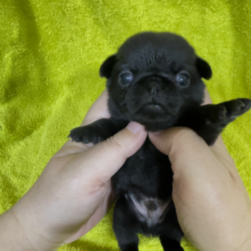 パグ【青森県・男の子・2024年2月13日・ブラック】の写真「小ぶりのイケメン君」