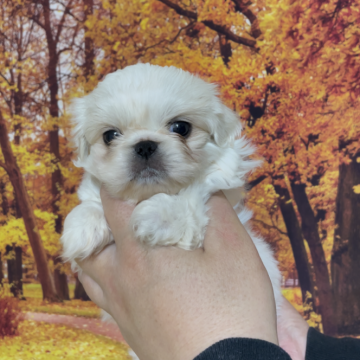 ペキニーズ【青森県・男の子・2023年12月11日・クリームアンドホワイト】の写真「月齢たった為お値下げしました♡」