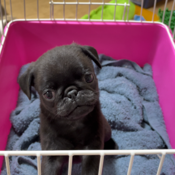 パグ【青森県・女の子・2024年2月13日・ブラック】の写真「遊んで〜かまって〜の甘えんぼちゃん」