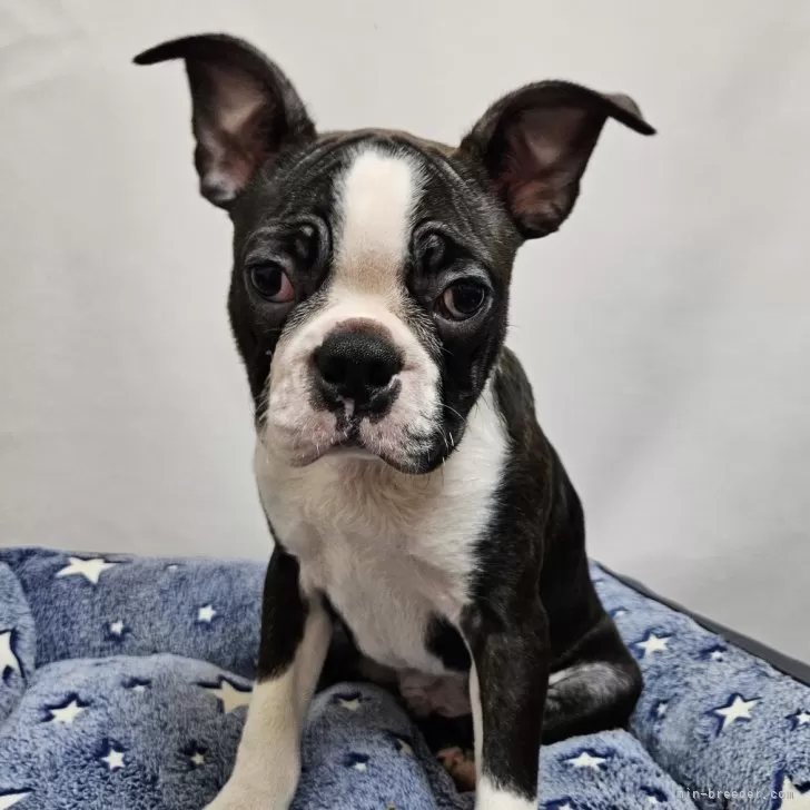 ID:2410-05896の子犬