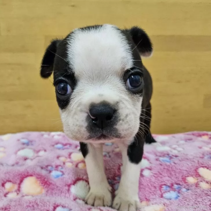 ID：2501-07874の子犬