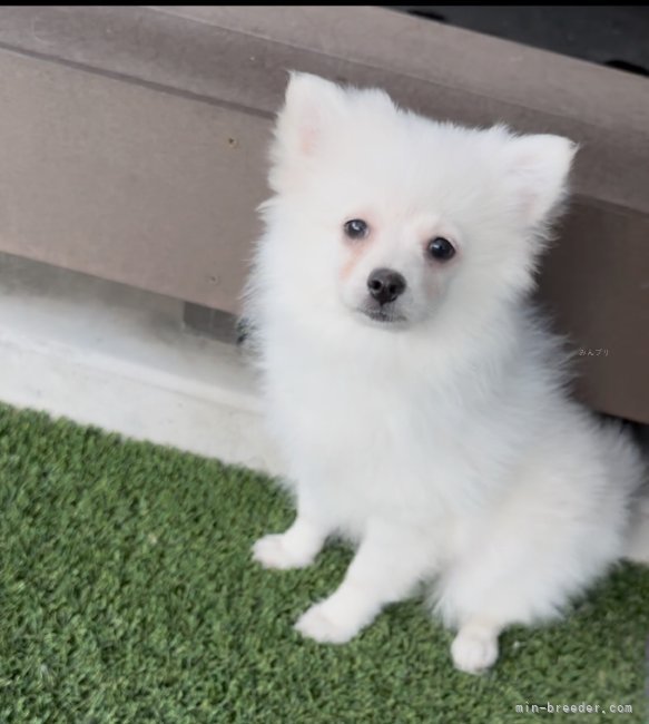 松村　成起(まつむら　せいき)ブリーダー(兵庫県・ポメラニアン・JKC登録)の紹介写真10