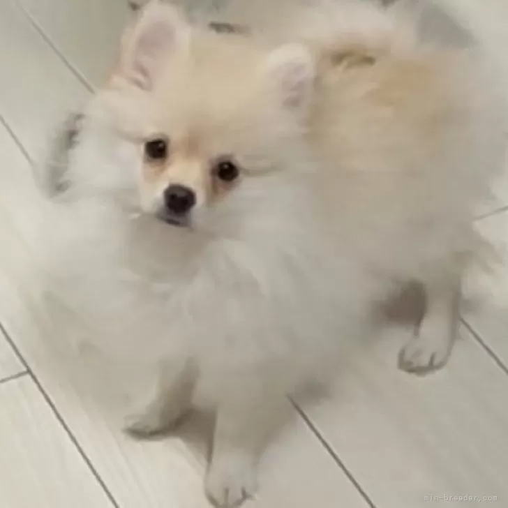ID:2501-03707の子犬