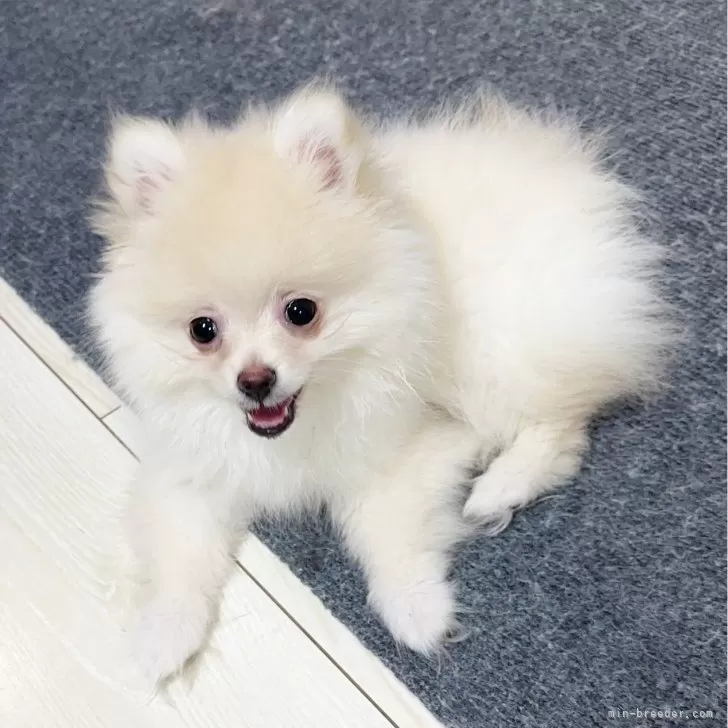 ID:2505-01385の子犬