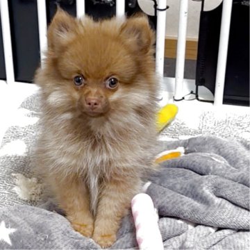 ポメラニアン【兵庫県・男の子・2025年8月2日・オレンジセーブル】の写真「お散歩行けますよ。価格交渉相談に応じます。」