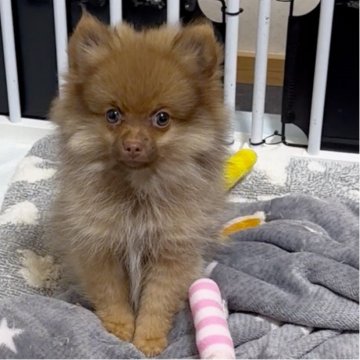 ポメラニアン【兵庫県・男の子・2025年8月2日・オレンジセーブル】の写真「お散歩行けますよ。価格交渉相談に応じます。」