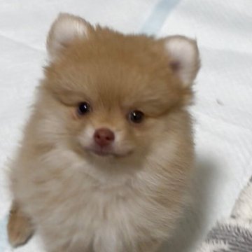 ポメラニアン【兵庫県・女の子・2025年8月2日・ビーバー】の写真「10/25まで生体価格のみにします。」