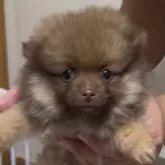 ポメラニアン