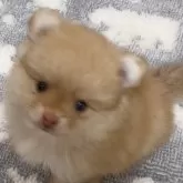 ポメラニアン