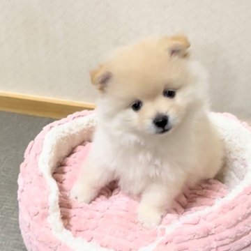 ポメラニアン【兵庫県・女の子・2024年9月9日・クリーム】の写真「超がつく構ってちゃんです」