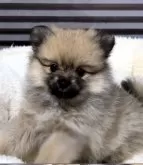 ポメラニアン【兵庫県・女の子・2023年12月28日・オレンジセーブル】の写真4