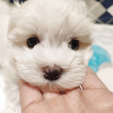 マルチーズ【岡山県・男の子・2025年10月22日・ホワイト】の写真「とっても可愛い男の子」