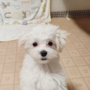 マルチーズ【岡山県・男の子・2024年8月15日・ホワイト】の写真「とっても可愛い男の子」