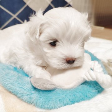 マルチーズ【岡山県・男の子・2025年10月22日・ホワイト】の写真「とっても可愛い男の子」