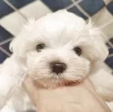 マルチーズ