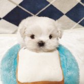 マルチーズ