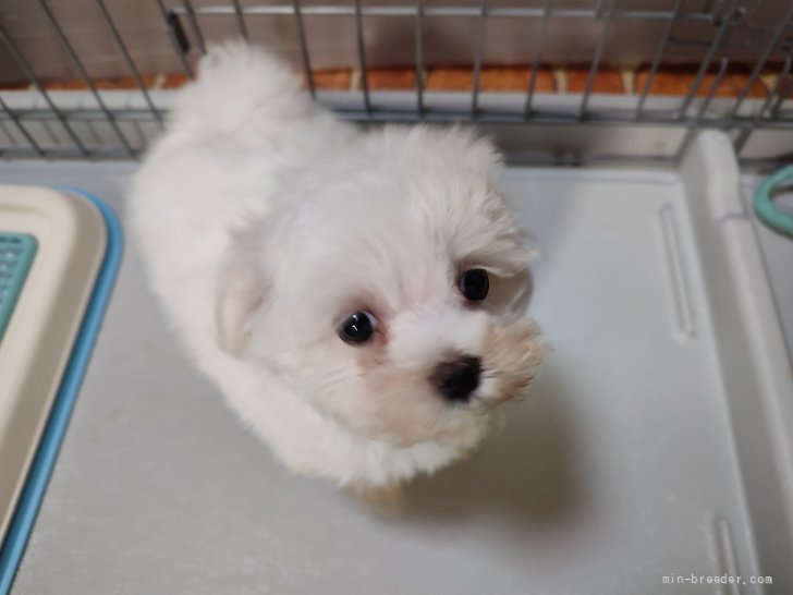 マルチーズ 岡山県 女の子 21年7月3日 ホワイト とてもかわいい子に成長しそうです みんなのブリーダー 子犬id 2107