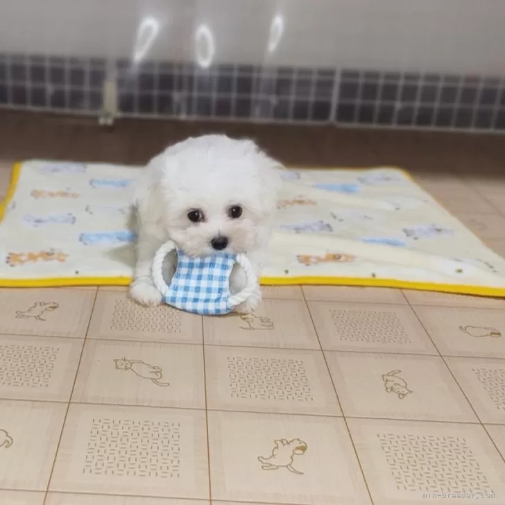 ID：2406-07071の子犬